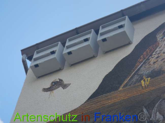 © Artenschutz in Franken® Bild zum Eintrag (1010725-160)