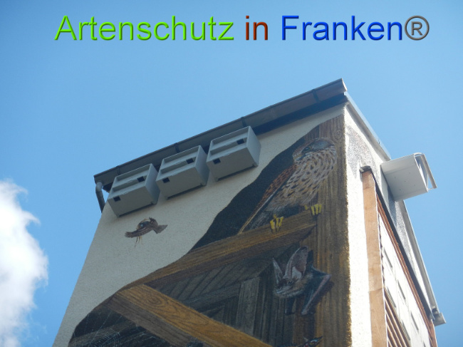 © Artenschutz in Franken® Bild zum Eintrag (1010730-160)