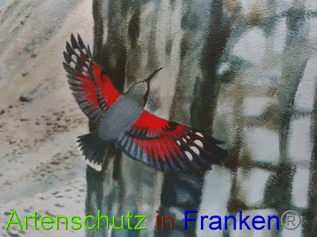© Artenschutz in Franken® Bild zum Eintrag (1010775-160)