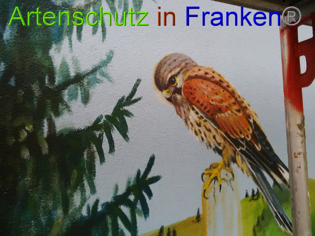 © Artenschutz in Franken® Bild zum Eintrag (1010777-160)