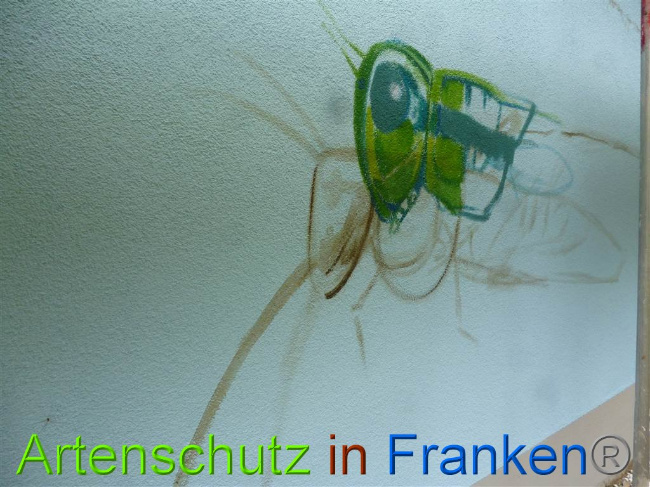 © Artenschutz in Franken® Bild zum Eintrag (1010822-160)