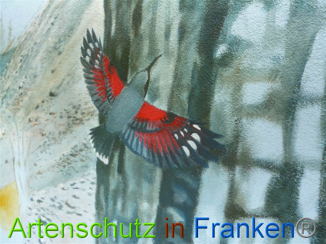 © Artenschutz in Franken® Bild zum Eintrag (1010823-160)