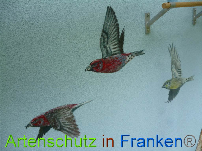 © Artenschutz in Franken® Bild zum Eintrag (1010826-160)
