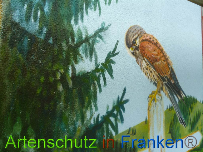 © Artenschutz in Franken® Bild zum Eintrag (1010829-160)
