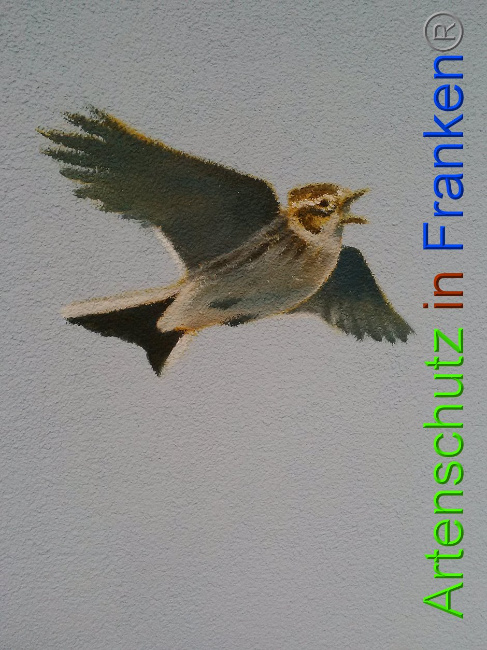 © Artenschutz in Franken® Bild zum Eintrag (1010928-160)