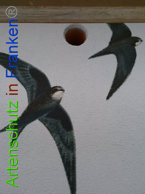 © Artenschutz in Franken® Bild zum Eintrag (1010932-160)
