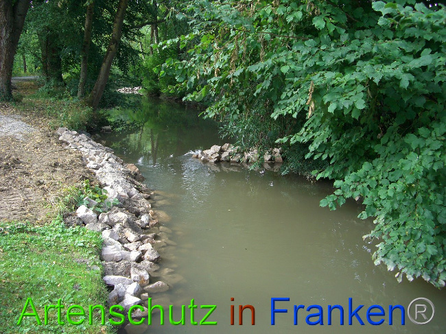 © Artenschutz in Franken® - Heimatverein Ittlingen - Dieter Eilers Bild zum Eintrag (1011134-160)