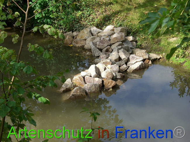 © Artenschutz in Franken® - Heimatverein Ittlingen - Dieter Eilers Bild zum Eintrag (1011135-160)
