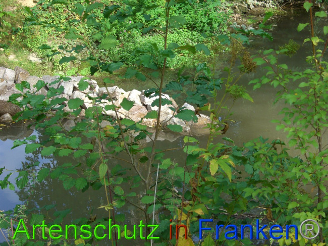 © Artenschutz in Franken® - Heimatverein Ittlingen - Dieter Eilers Bild zum Eintrag (1011136-160)