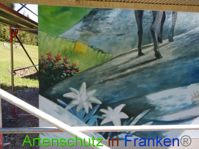 © Artenschutz in Franken® Bild zum Eintrag (1011144-160)