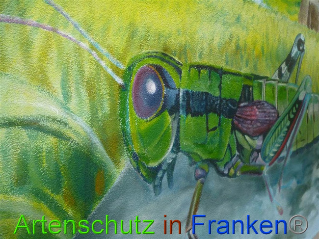 © Artenschutz in Franken® Bild zum Eintrag (1011277-160)