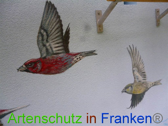 © Artenschutz in Franken® Bild zum Eintrag (1011279-160)