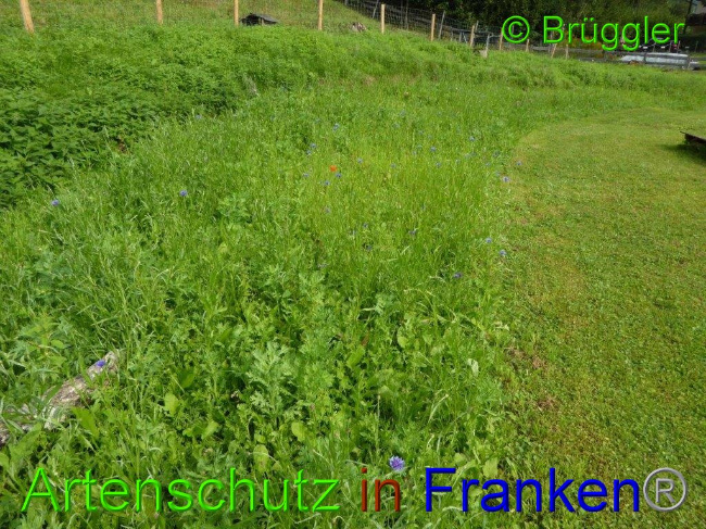 © Artenschutz in Franken® Bild zum Eintrag (1011297-160)