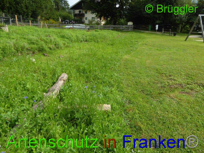 © Artenschutz in Franken® Bild zum Eintrag (1011298-160)