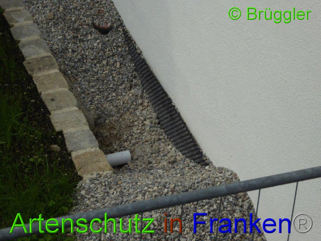 © Artenschutz in Franken® Bild zum Eintrag (1011305-160)