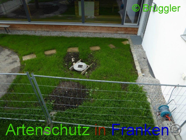 © Artenschutz in Franken® Bild zum Eintrag (1011307-160)