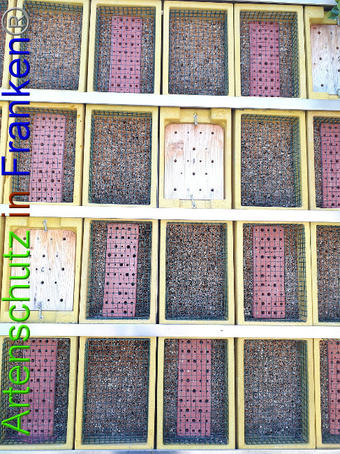 © Artenschutz in Franken® Bild zum Eintrag (1011453-160)
