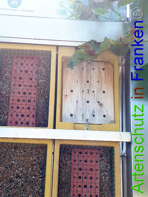 © Artenschutz in Franken® Bild zum Eintrag (1011460-160)