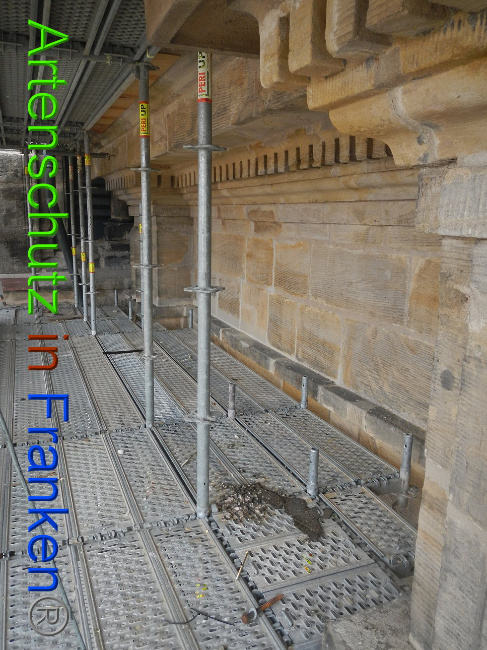 © Artenschutz in Franken® Bild zum Eintrag (1011768-160)