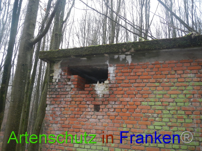 © Artenschutz in Franken® Bild zum Eintrag (1011803-160)
