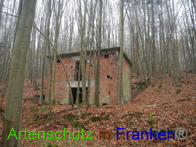 © Artenschutz in Franken® Bild zum Eintrag (1011808-160)