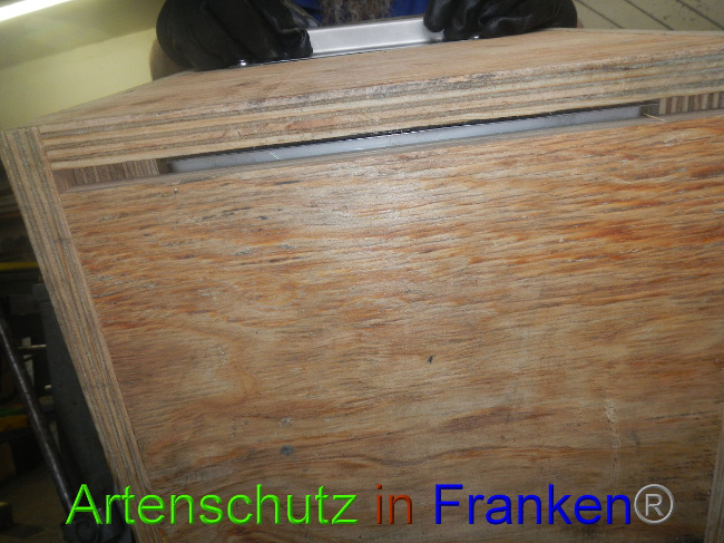 © Artenschutz in Franken® Bild zum Eintrag (1012161-160)