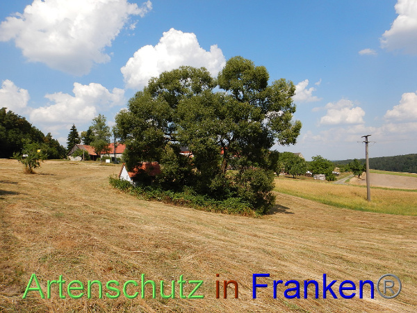 Bild zum Eintrag (101258-160)