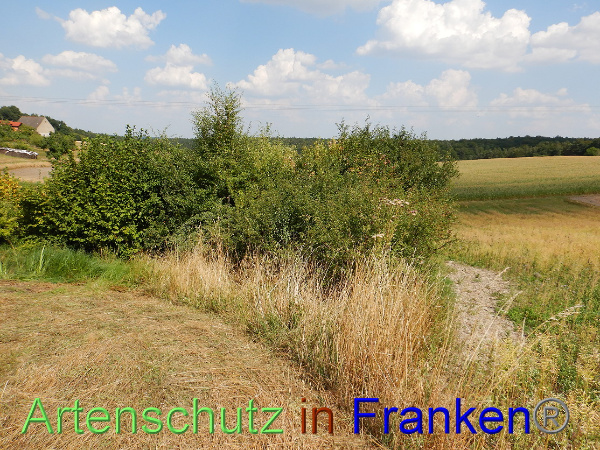 Bild zum Eintrag (101262-160)