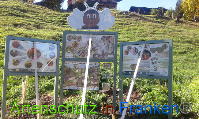 © Artenschutz in Franken® Bild zum Eintrag (1012807-160)