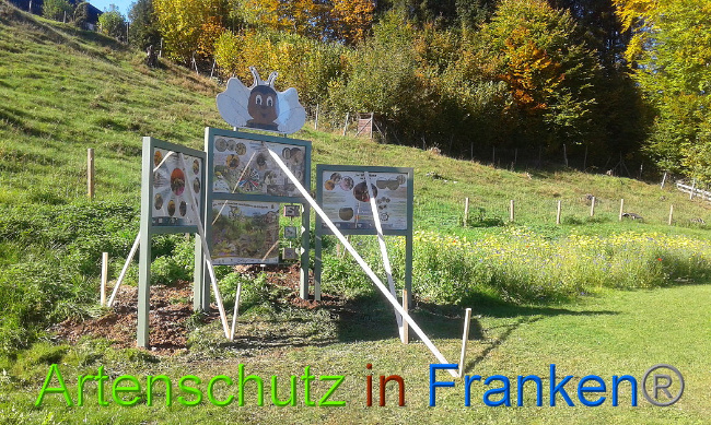 © Artenschutz in Franken® Bild zum Eintrag (1012809-160)