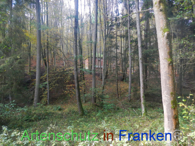 © Artenschutz in Franken® Bild zum Eintrag (1012948-160)