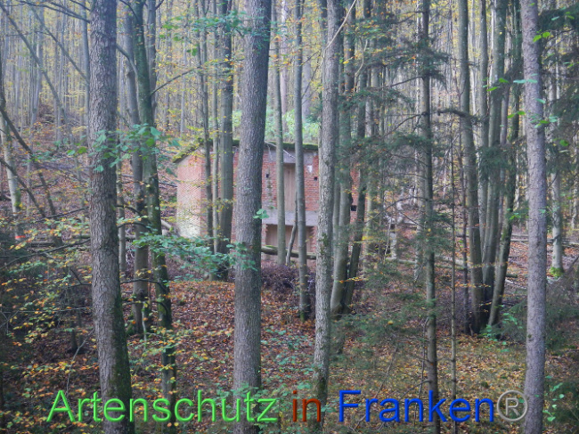 © Artenschutz in Franken® Bild zum Eintrag (1012949-160)