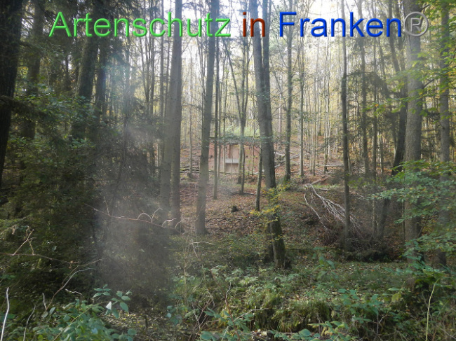 © Artenschutz in Franken® Bild zum Eintrag (1012950-160)