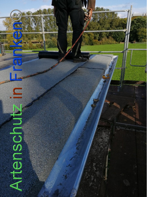 © Artenschutz in Franken® Bild zum Eintrag (1012992-160)