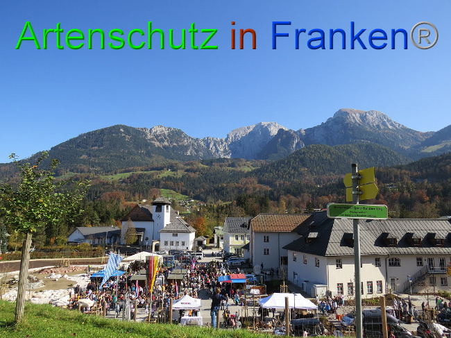 © Artenschutz in Franken® Bild zum Eintrag (1013085-160)