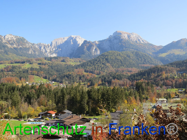 © Artenschutz in Franken® Bild zum Eintrag (1013086-160)