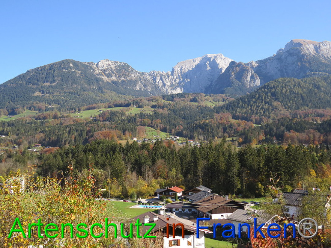 © Artenschutz in Franken® Bild zum Eintrag (1013087-160)