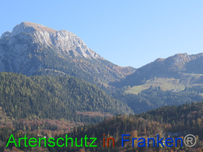 © Artenschutz in Franken® Bild zum Eintrag (1013088-160)