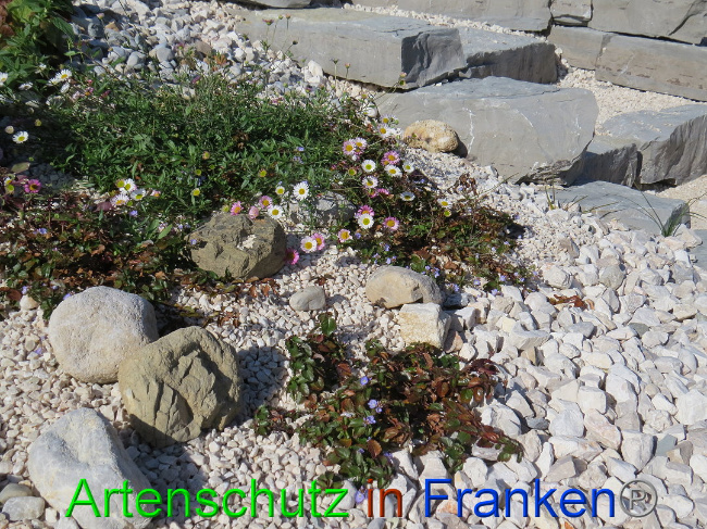 © Artenschutz in Franken® Bild zum Eintrag (1013103-160)
