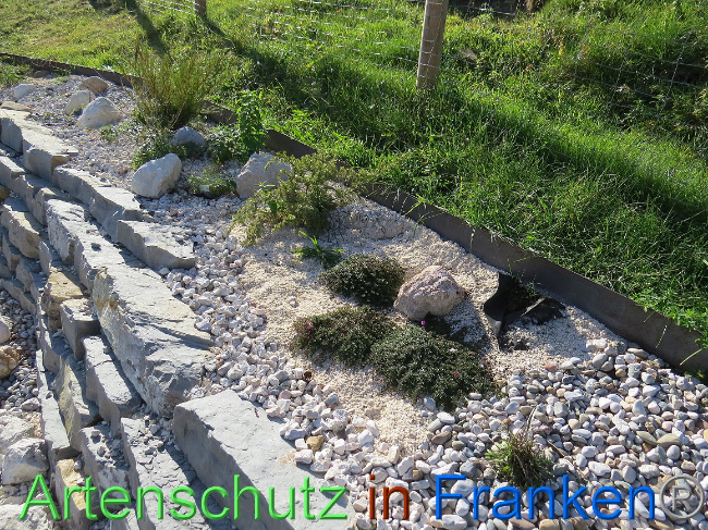© Artenschutz in Franken® Bild zum Eintrag (1013137-160)