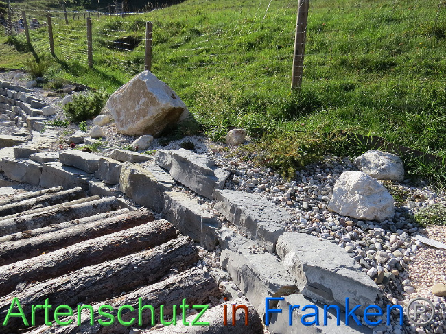 © Artenschutz in Franken® Bild zum Eintrag (1013145-160)