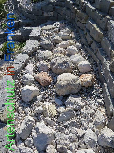 © Artenschutz in Franken® Bild zum Eintrag (1013148-160)
