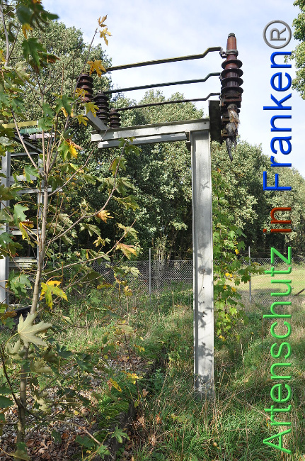 © Artenschutz in Franken® Bild zum Eintrag (1013211-160)