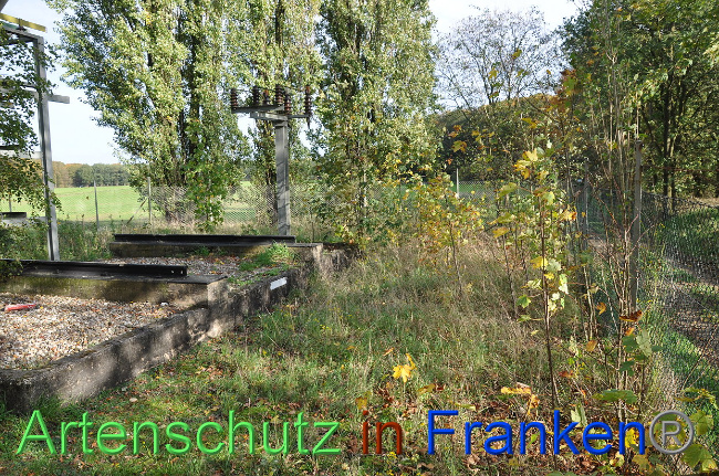 © Artenschutz in Franken® Bild zum Eintrag (1013214-160)