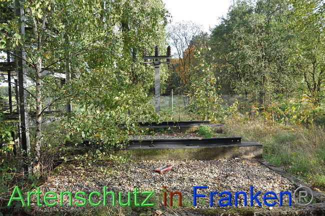 © Artenschutz in Franken® Bild zum Eintrag (1013215-160)