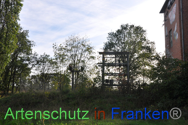 © Artenschutz in Franken® Bild zum Eintrag (1013224-160)