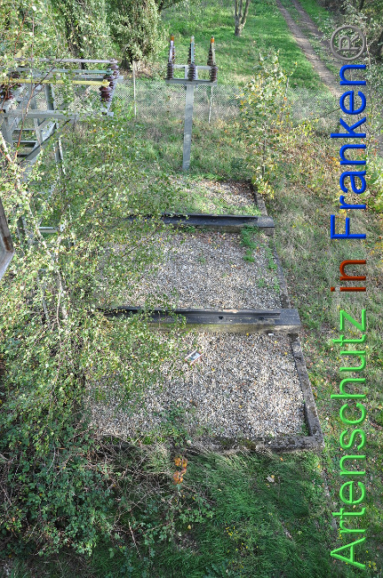 © Artenschutz in Franken® Bild zum Eintrag (1013226-160)