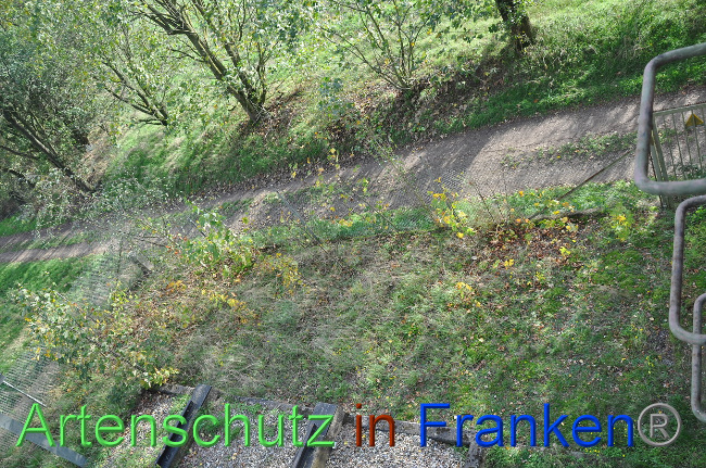 © Artenschutz in Franken® Bild zum Eintrag (1013229-160)
