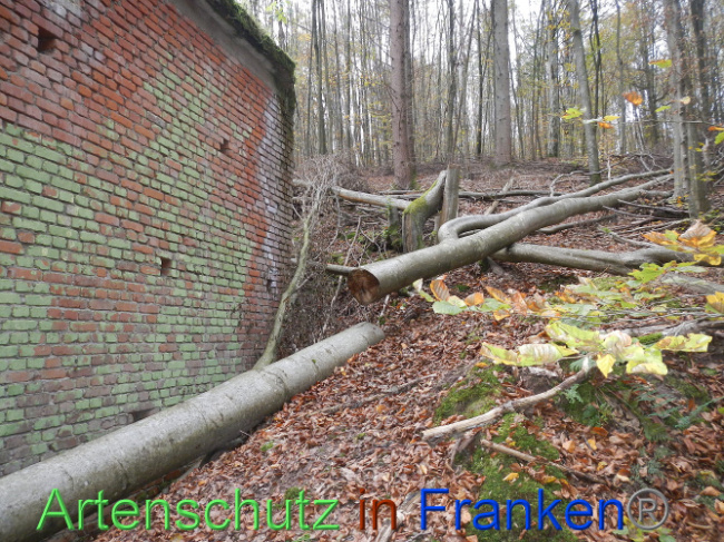 © Artenschutz in Franken® Bild zum Eintrag (1013279-160)