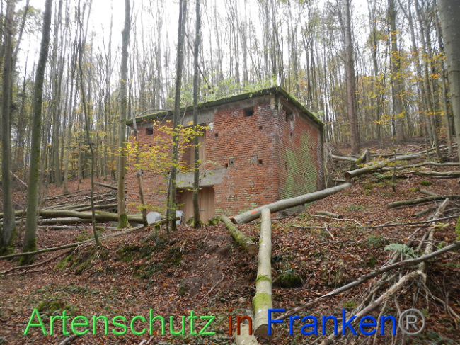 © Artenschutz in Franken® Bild zum Eintrag (1013280-160)